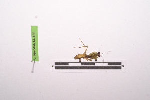  ( - LopeMAN14-135)  @12 [ ] CreativeCommons - Attribution Non-Commercial Share-Alike (2014) Nicolas Moulin Nicolas Moulin entomologie