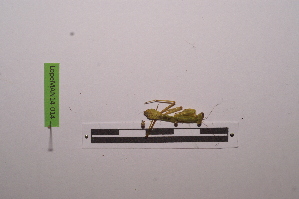  ( - LopeMAN14-014)  @12 [ ] CreativeCommons - Attribution Non-Commercial Share-Alike (2014) Nicolas Moulin Nicolas Moulin entomologie