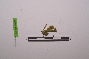  ( - LopeMAN14-015)  @12 [ ] CreativeCommons - Attribution Non-Commercial Share-Alike (2014) Nicolas Moulin Nicolas Moulin entomologie