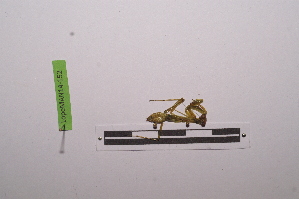  ( - LopeMAN14-152)  @12 [ ] CreativeCommons - Attribution Non-Commercial Share-Alike (2014) Nicolas Moulin Nicolas Moulin entomologie