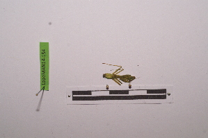  ( - LopeMAN14-154)  @12 [ ] CreativeCommons - Attribution Non-Commercial Share-Alike (2014) Nicolas Moulin Nicolas Moulin entomologie