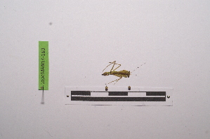  ( - LopeMAN14-160)  @12 [ ] CreativeCommons - Attribution Non-Commercial Share-Alike (2014) Nicolas Moulin Nicolas Moulin entomologie