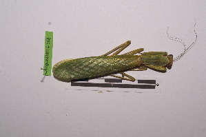  ( - LopeMAN14-168)  @12 [ ] CreativeCommons - Attribution Non-Commercial Share-Alike (2014) Nicolas Moulin Nicolas Moulin entomologie