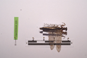  ( - LopeMAN14-199)  @12 [ ] CreativeCommons - Attribution Non-Commercial Share-Alike (2014) Nicolas Moulin Nicolas Moulin entomologie