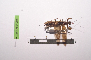  ( - LopeMAN14-200)  @11 [ ] CreativeCommons - Attribution Non-Commercial Share-Alike (2014) Nicolas Moulin Nicolas Moulin entomologie