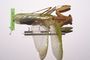  (Sphodromantis hyalina - LopeMAN14-209)  @11 [ ] CreativeCommons - Attribution Non-Commercial Share-Alike (2014) Nicolas Moulin Nicolas Moulin entomologie
