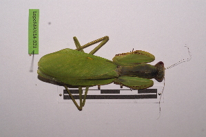  ( - LopeMAN14-021)  @12 [ ] CreativeCommons - Attribution Non-Commercial Share-Alike (2014) Nicolas Moulin Nicolas Moulin entomologie
