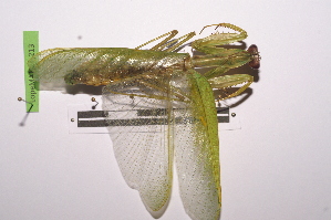  (Sphodromantis lineola - LopeMAN14-213)  @13 [ ] CreativeCommons - Attribution Non-Commercial Share-Alike (2014) Nicolas Moulin Nicolas Moulin entomologie