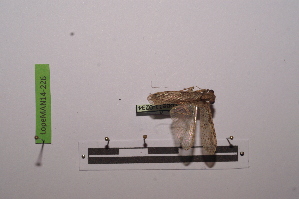  ( - LopeMAN14-226)  @11 [ ] CreativeCommons - Attribution Non-Commercial Share-Alike (2014) Nicolas Moulin Nicolas Moulin entomologie