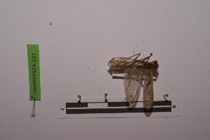  (Amorphoscelis lamottei - LopeMAN14-227)  @13 [ ] CreativeCommons - Attribution Non-Commercial Share-Alike (2014) Nicolas Moulin Nicolas Moulin entomologie