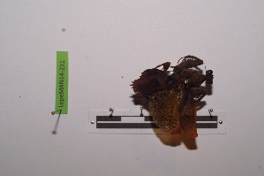  (Panurgica feae - LopeMAN14-231)  @12 [ ] CreativeCommons - Attribution Non-Commercial Share-Alike (2014) Nicolas Moulin Nicolas Moulin entomologie