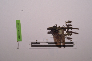  ( - LopeMAN14-232)  @12 [ ] CreativeCommons - Attribution Non-Commercial Share-Alike (2014) Nicolas Moulin Nicolas Moulin entomologie