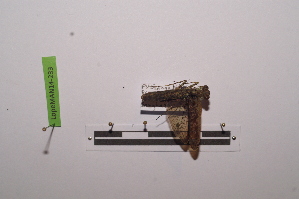  (Caudatoscelis caudata - LopeMAN14-233)  @12 [ ] CreativeCommons - Attribution Non-Commercial Share-Alike (2014) Nicolas Moulin Nicolas Moulin entomologie