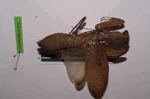  (Sphodromantis gracilicollis - LopeMAN14-241)  @12 [ ] CreativeCommons - Attribution Non-Commercial Share-Alike (2014) Nicolas Moulin Nicolas Moulin entomologie