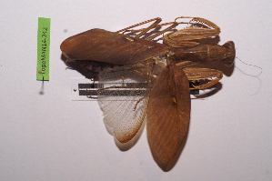  ( - LopeMAN14-242)  @12 [ ] CreativeCommons - Attribution Non-Commercial Share-Alike (2014) Nicolas Moulin Nicolas Moulin entomologie