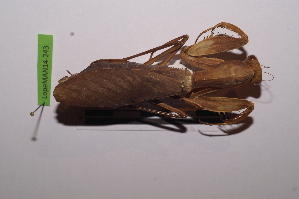 ( - LopeMAN14-243)  @13 [ ] CreativeCommons - Attribution Non-Commercial Share-Alike (2014) Nicolas Moulin Nicolas Moulin entomologie
