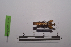  ( - LopeMAN14-246)  @11 [ ] CreativeCommons - Attribution Non-Commercial Share-Alike (2014) Nicolas Moulin Nicolas Moulin entomologie