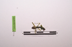  ( - LopeMAN14-043)  @12 [ ] CreativeCommons - Attribution Non-Commercial Share-Alike (2014) Nicolas Moulin Nicolas Moulin entomologie