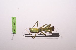  ( - LopeMAN14-044)  @12 [ ] CreativeCommons - Attribution Non-Commercial Share-Alike (2014) Nicolas Moulin Nicolas Moulin entomologie