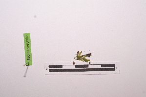  ( - LopeMAN14-048)  @12 [ ] CreativeCommons - Attribution Non-Commercial Share-Alike (2014) Nicolas Moulin Nicolas Moulin entomologie