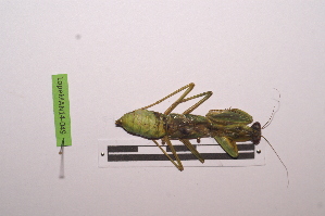  ( - LopeMAN14-049)  @12 [ ] CreativeCommons - Attribution Non-Commercial Share-Alike (2014) Nicolas Moulin Nicolas Moulin entomologie