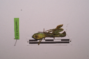  ( - LopeMAN14-050)  @12 [ ] CreativeCommons - Attribution Non-Commercial Share-Alike (2014) Nicolas Moulin Nicolas Moulin entomologie