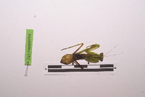  ( - LopeMAN14-052)  @12 [ ] CreativeCommons - Attribution Non-Commercial Share-Alike (2014) Nicolas Moulin Nicolas Moulin entomologie