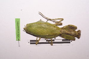 ( - LopeMAN14-054)  @12 [ ] CreativeCommons - Attribution Non-Commercial Share-Alike (2014) Nicolas Moulin Nicolas Moulin entomologie