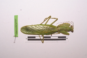  ( - LopeMAN14-069)  @13 [ ] CreativeCommons - Attribution Non-Commercial Share-Alike (2014) Nicolas Moulin Nicolas Moulin entomologie