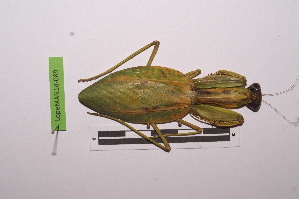  ( - LopeMAN14-089)  @13 [ ] CreativeCommons - Attribution Non-Commercial Share-Alike (2014) Nicolas Moulin Nicolas Moulin entomologie