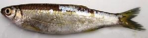  ( - CUT1413)  @11 [ ] Copyright (2015) PHCDBS Paul Hebert Centre for DNA Barcoding and Biodiversity Studies