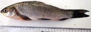  ( - NAR912)  @11 [ ] Copyright (2015) PHCDBS Paul Hebert Centre for DNA Barcoding and Biodiversity Studies