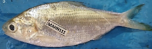  ( - MAHN111)  @11 [ ] Copyright (2018) PHCDBS Paul Hebert Centre For DNA Barcoding and Biodiversity Studies
