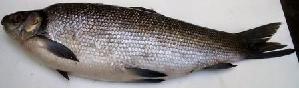  ( - SAM1635)  @11 [ ] Copyright (2015) PHCDBS Paul Hebert Centre for DNA Barcoding and Biodiversity Studies