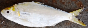  ( - MAHN2150)  @11 [ ] Copyright (2018) PHCDBS Paul Hebert Centre For DNA Barcoding & Biodiversity Studies