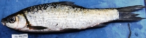 ( - MAHN2384)  @11 [ ] Copyright (2018) PHCDBS Paul Hebert Centre For DNA Barcoding & Biodiversity Studies