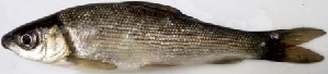  ( - MAHF310)  @11 [ ] Copyright (2020) PHCDBS Paul Hebert Centre for DNA Barcoding and Biodiversity Studies