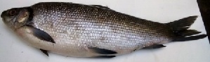  ( - MAHF317)  @11 [ ] Copyright (2020) PHCDBS Paul Hebert Centre for DNA Barcoding and Biodiversity Studies