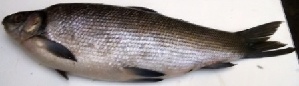  ( - NAR887)  @11 [ ] Copyright (2020) PHCDBS Paul Hebert Centre for DNA Barcoding and Biodiversity Studies