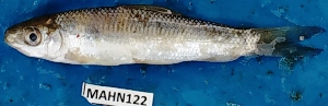  ( - MAHN122)  @11 [ ] Copyright (2018) PHCDBS Paul Hebert Centre For DNA Barcoding and Biodiversity Studies