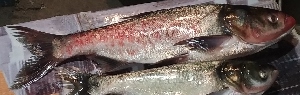  ( - MAHN2022)  @11 [ ] Copyright (2019) PHCDBS Paul Hebert Centre for DNA Barcoding and Biodiversity studies