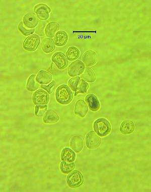  ( - 667X-TSC-SH12.1)  @11 [ ] Copyright (2009) Richard Hamelin Laboratory Natural Resources Canada