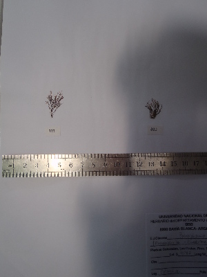  ( - Caceres_339)  @11 [ ] CreativeCommons - Attribution Non-Commercial (2013) Unspecified Universidad Nacional del Sur