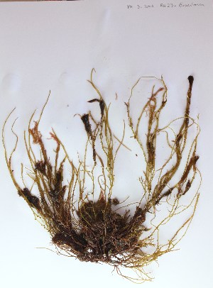  (Gracilaria gracilis - Caceres_354)  @11 [ ] CreativeCommons - Attribution Non-Commercial (2013) Unspecified Universidad Nacional del Sur