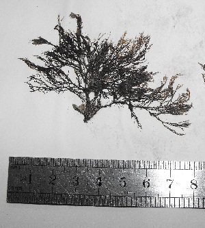  ( - Croce_333)  @11 [ ] CreativeCommons - Attribution Non-Commercial (2013) Unspecified Universidad Nacional del Sur