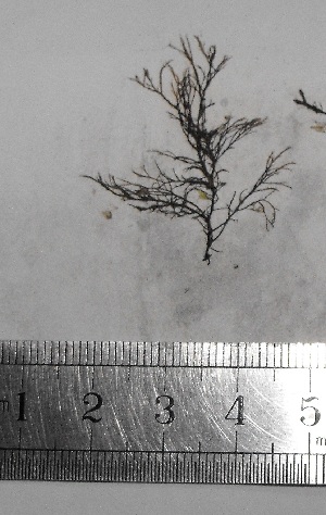  ( - Croce_335)  @11 [ ] CreativeCommons - Attribution Non-Commercial (2013) Unspecified Universidad Nacional del Sur