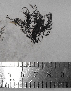  ( - Croce_336)  @11 [ ] CreativeCommons - Attribution Non-Commercial (2013) Unspecified Universidad Nacional del Sur