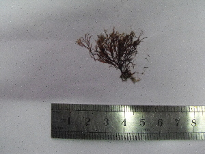  ( - Croce_356)  @11 [ ] CreativeCommons - Attribution Non-Commercial (2013) Unspecified Universidad Nacional del Sur