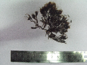  ( - Croce_357)  @11 [ ] CreativeCommons - Attribution Non-Commercial (2013) Unspecified Universidad Nacional del Sur