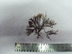  ( - Croce_361)  @11 [ ] CreativeCommons - Attribution Non-Commercial (2013) Unspecified Universidad Nacional del Sur